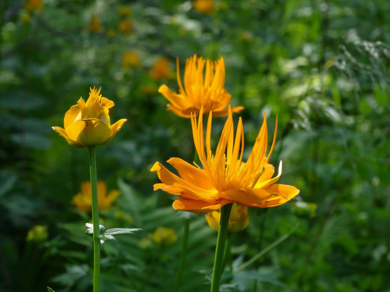 Изображение особи Trollius macropetalus.