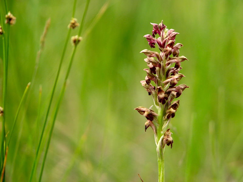 Image of Anacamptis coriophora specimen.