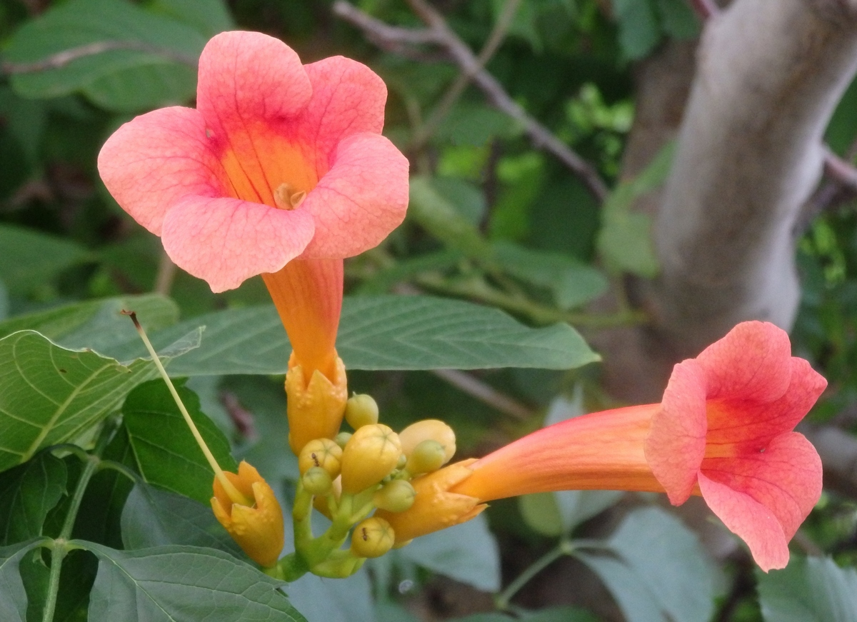 Изображение особи Campsis radicans.