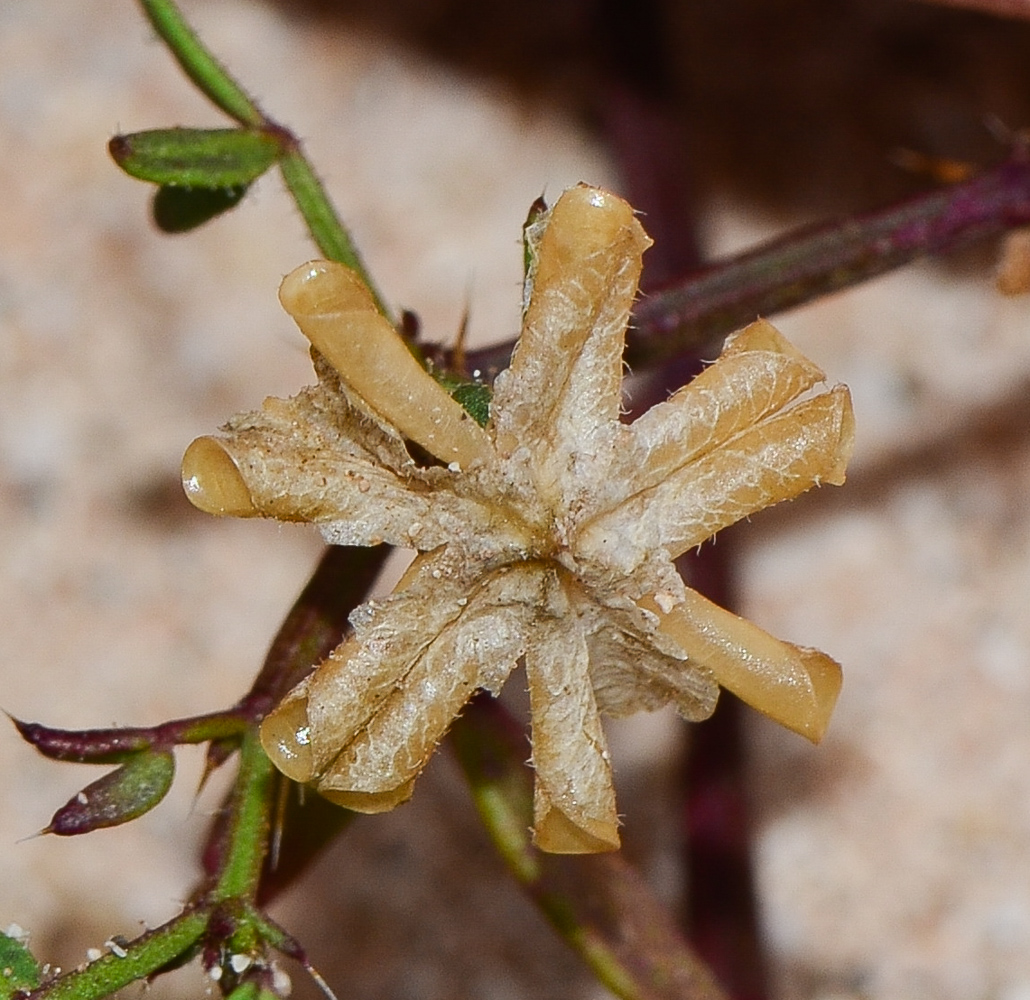 Image of Fagonia cretica specimen.