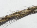 Image of taxon representative. Author is Сергей Банкетов