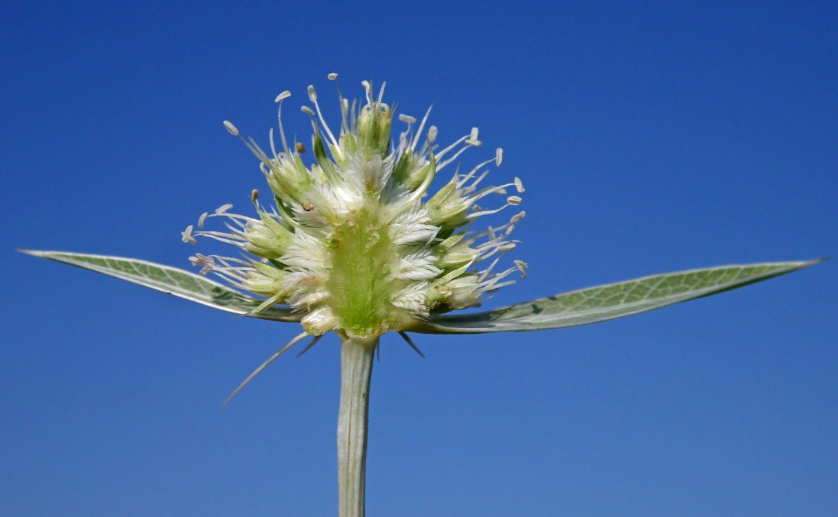 Изображение особи Eryngium campestre.