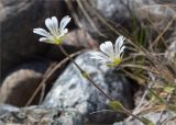 Cerastium alpinum. Верхушки побегов с цветками. Кольский п-ов, Кандалакшский берег Белого моря, каменистая коса. 24.06.2015.