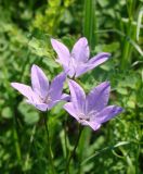 Campanula wolgensis