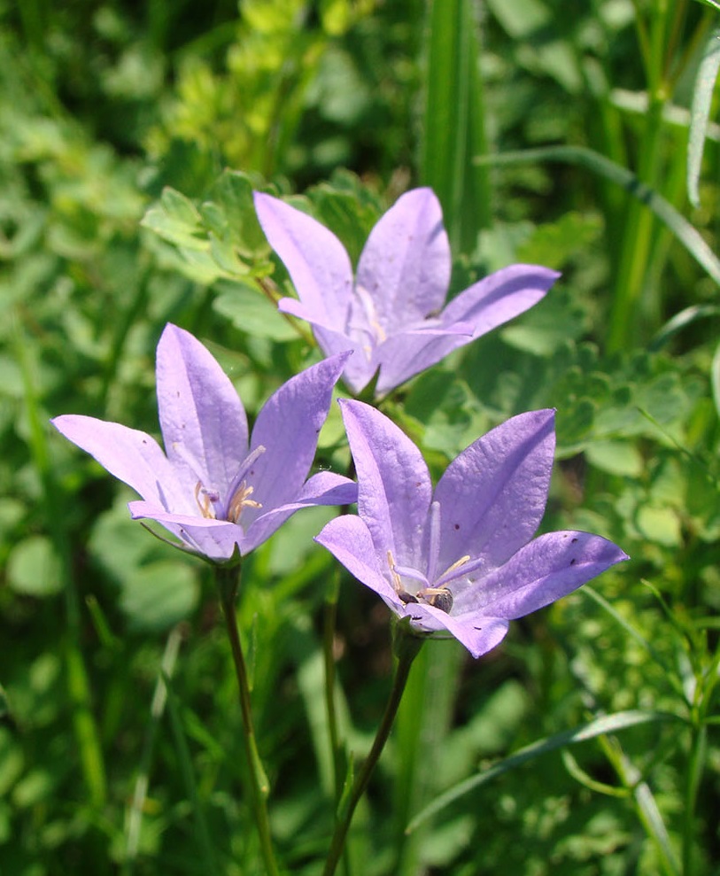 Изображение особи Campanula wolgensis.