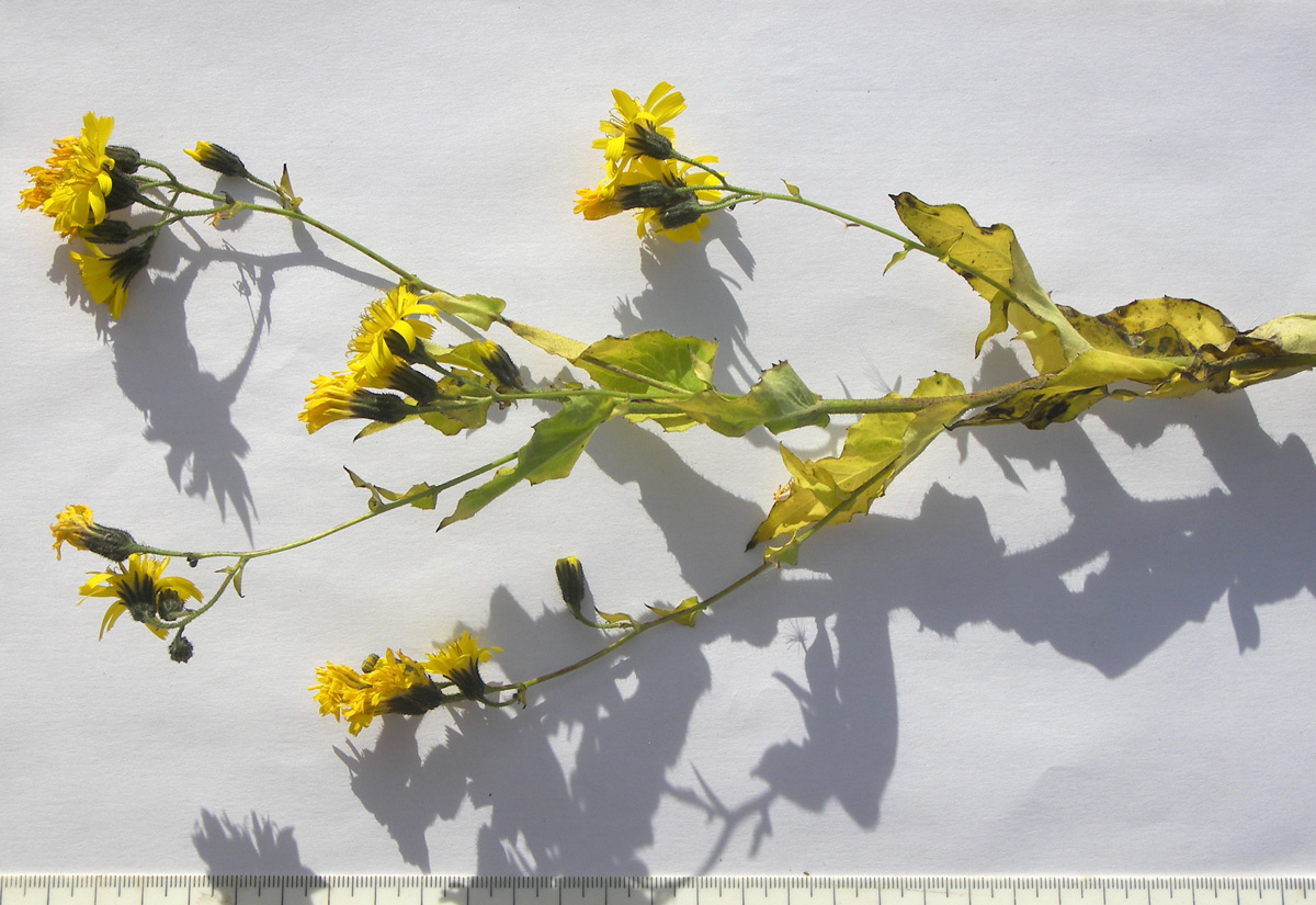 Image of Hieracium leptoprenanthes specimen.