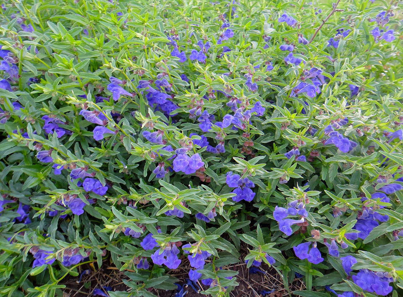 Изображение особи Scutellaria scordiifolia.