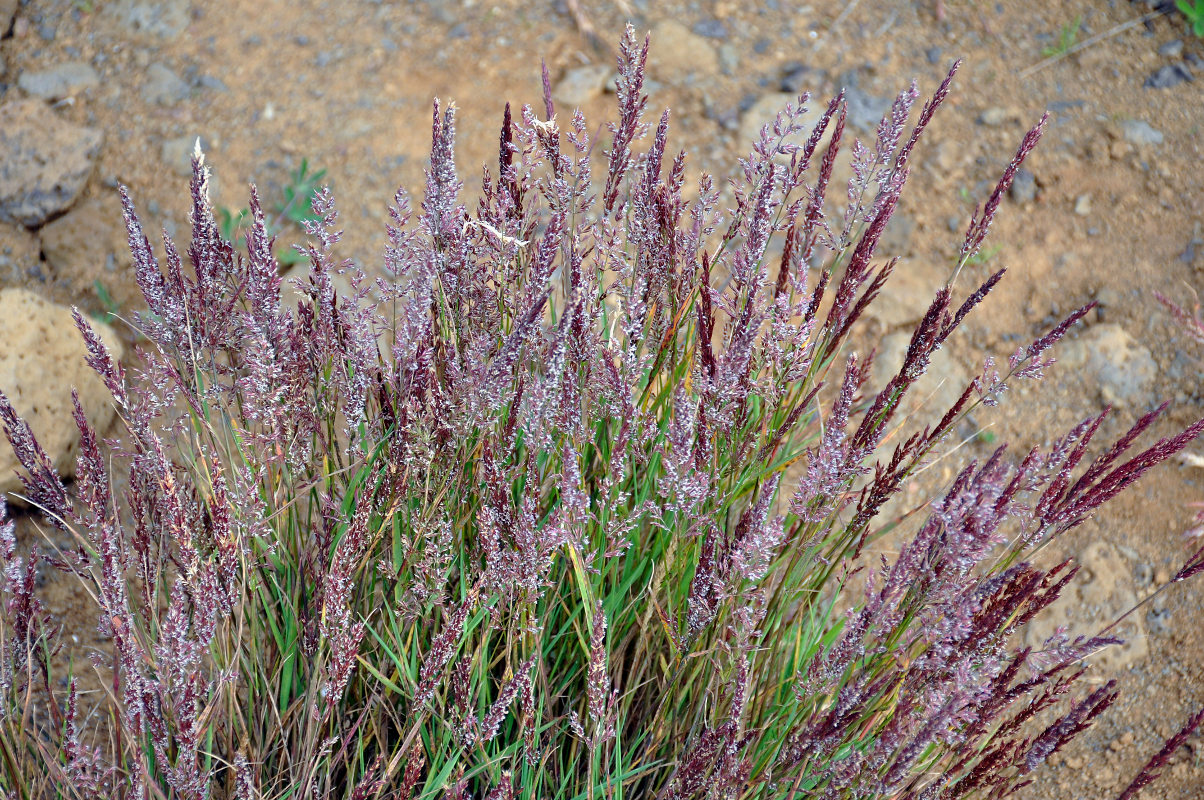 Изображение особи семейство Poaceae.