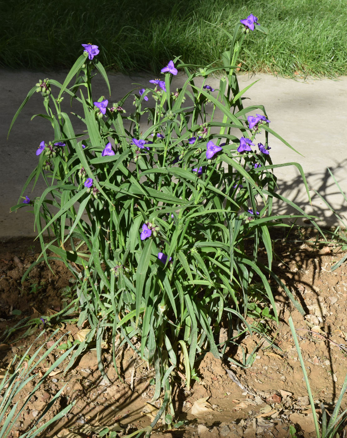 Image of Tradescantia virginiana specimen.