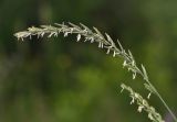 Elytrigia repens. Соцветие. Приморский край, окр. г. Находка, обочина дороги. 04.07.2016.