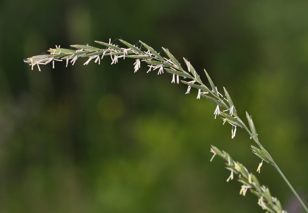 Image of Elytrigia repens specimen.