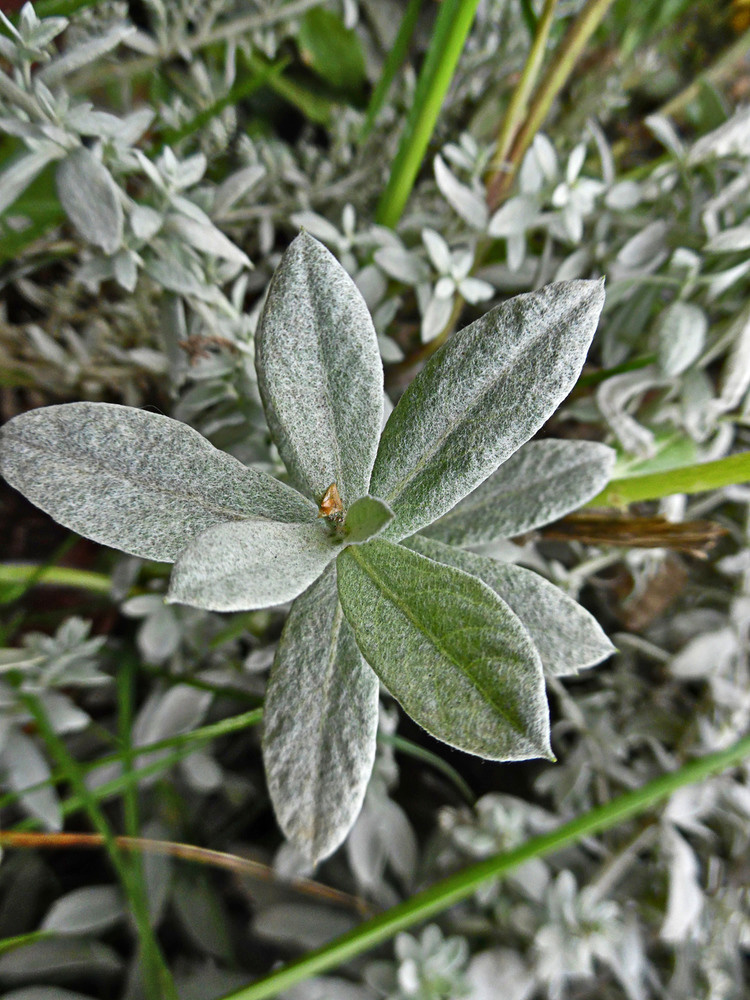 Image of Artemisia ludoviciana specimen.