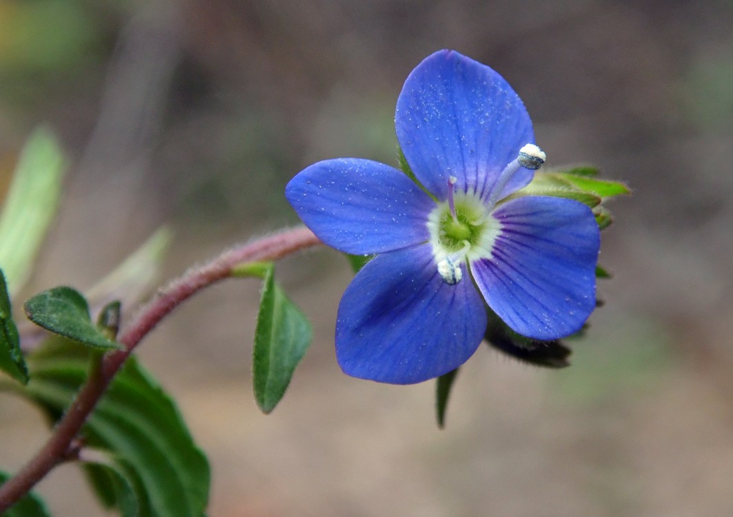 Image of Veronica umbrosa specimen.