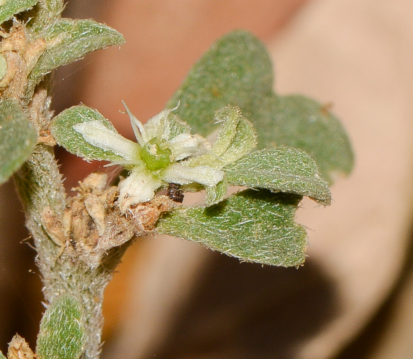 Image of Galenia pubescens specimen.