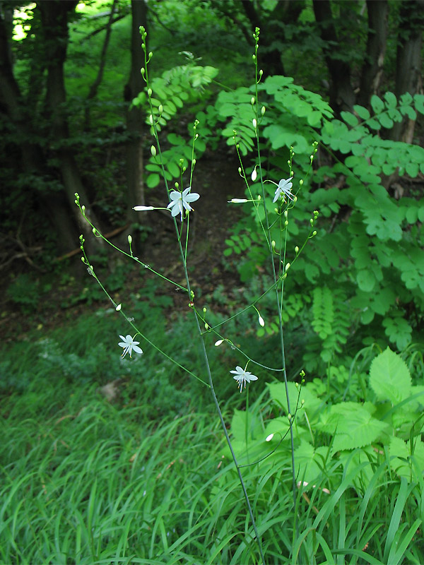 Изображение особи Anthericum ramosum.