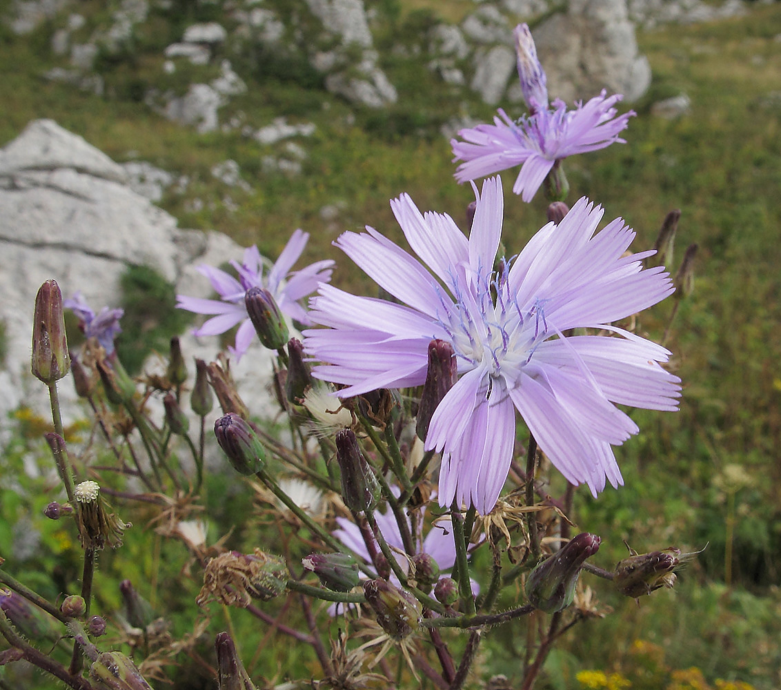 Image of Cicerbita racemosa specimen.