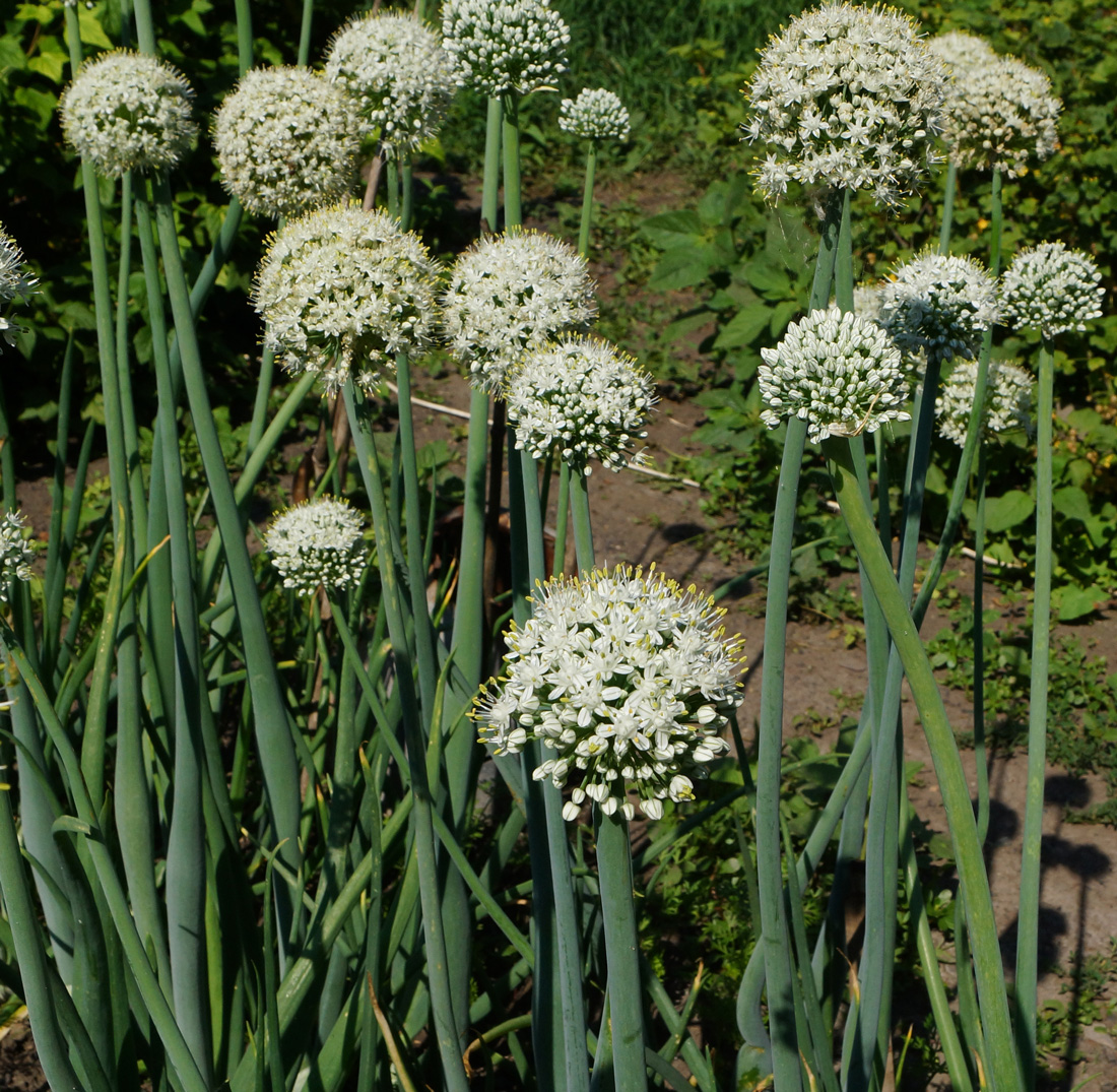 Image of Allium cepa specimen.