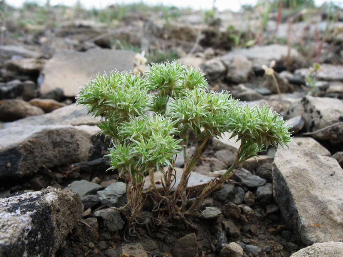 Image of Queria hispanica specimen.