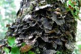 Sticta limbata