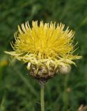 Centaurea orientalis. Соцветие. Украина, Запорожский р-н, Дурная балка, разнотравная степь. 07.06.2016.