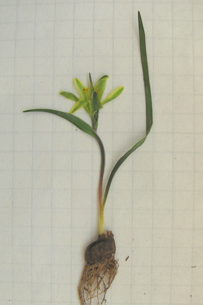 Image of Gagea podolica specimen.