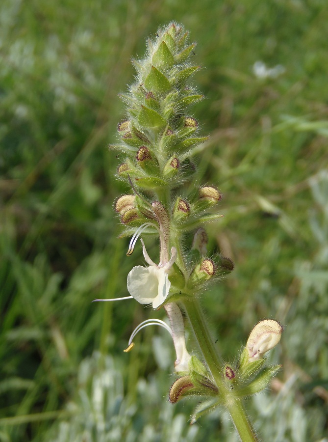 Image of Salvia revelata specimen.