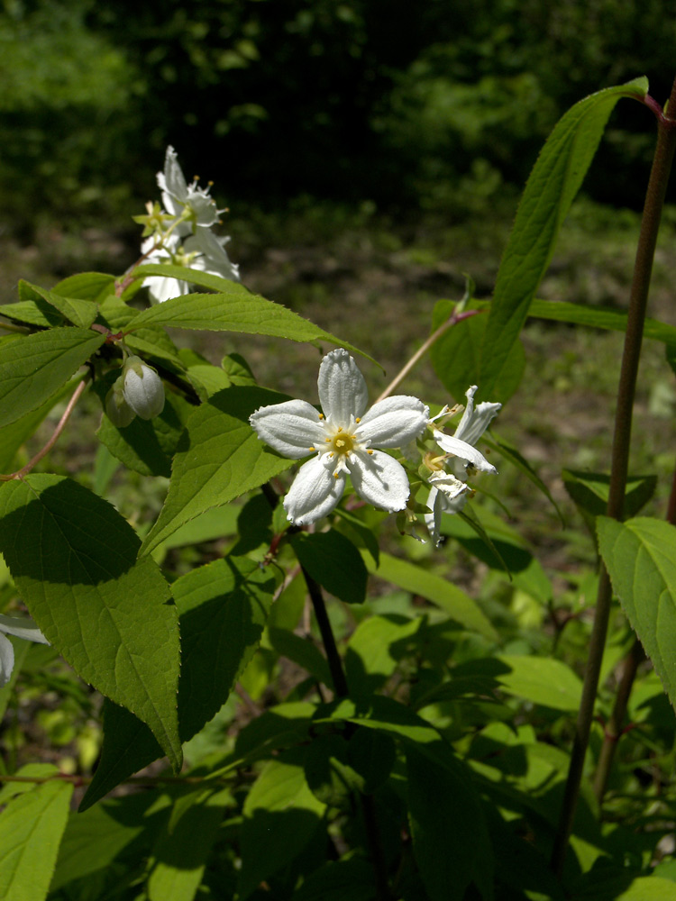 Image of Deutzia discolor specimen.