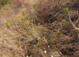 Peucedanum ruthenicum