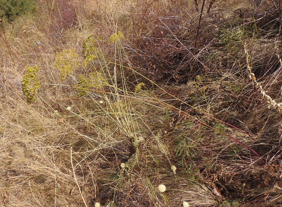 Изображение особи Peucedanum ruthenicum.