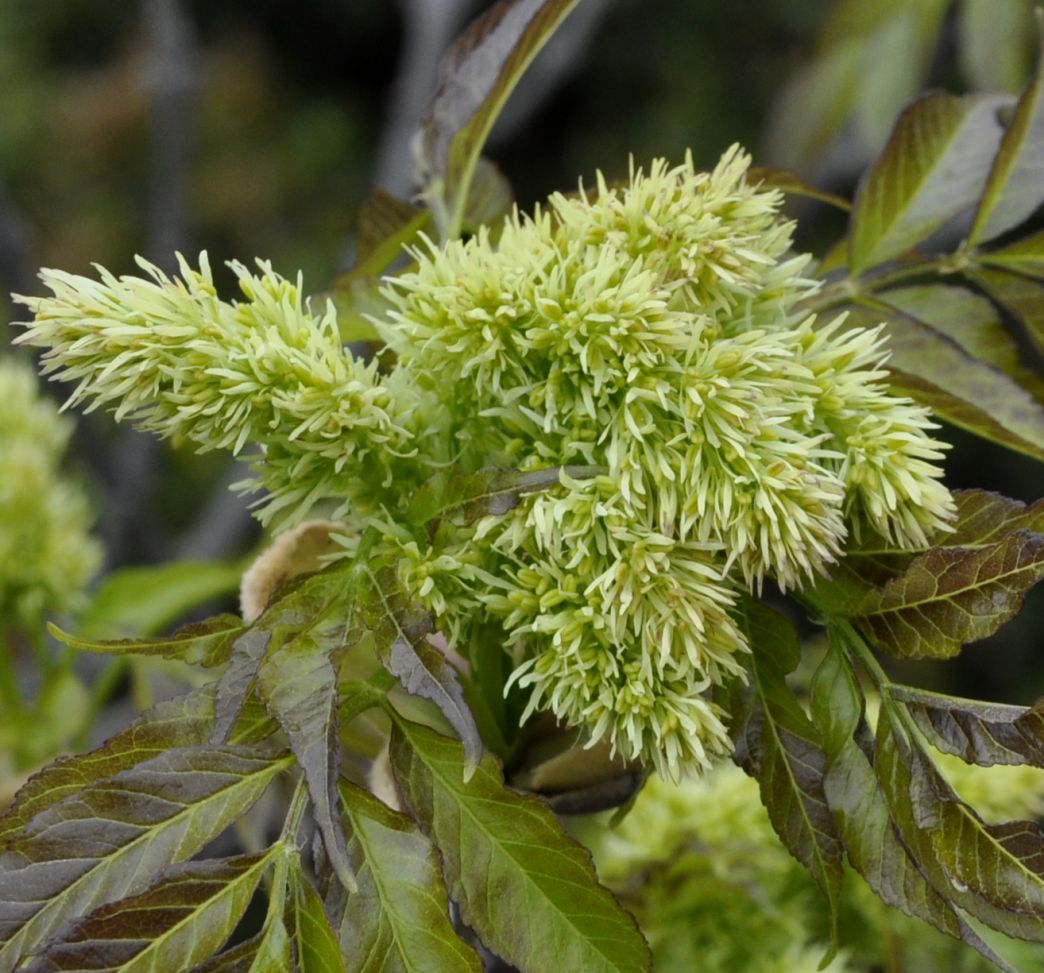 Изображение особи Fraxinus ornus.