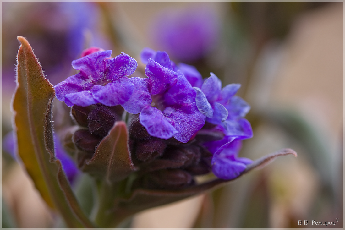 Изображение особи Pulmonaria mollis.