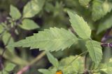 Bidens frondosa. Лист. Саратов, Oктябрьское ущелье, берег пруда. 06.09.2014.