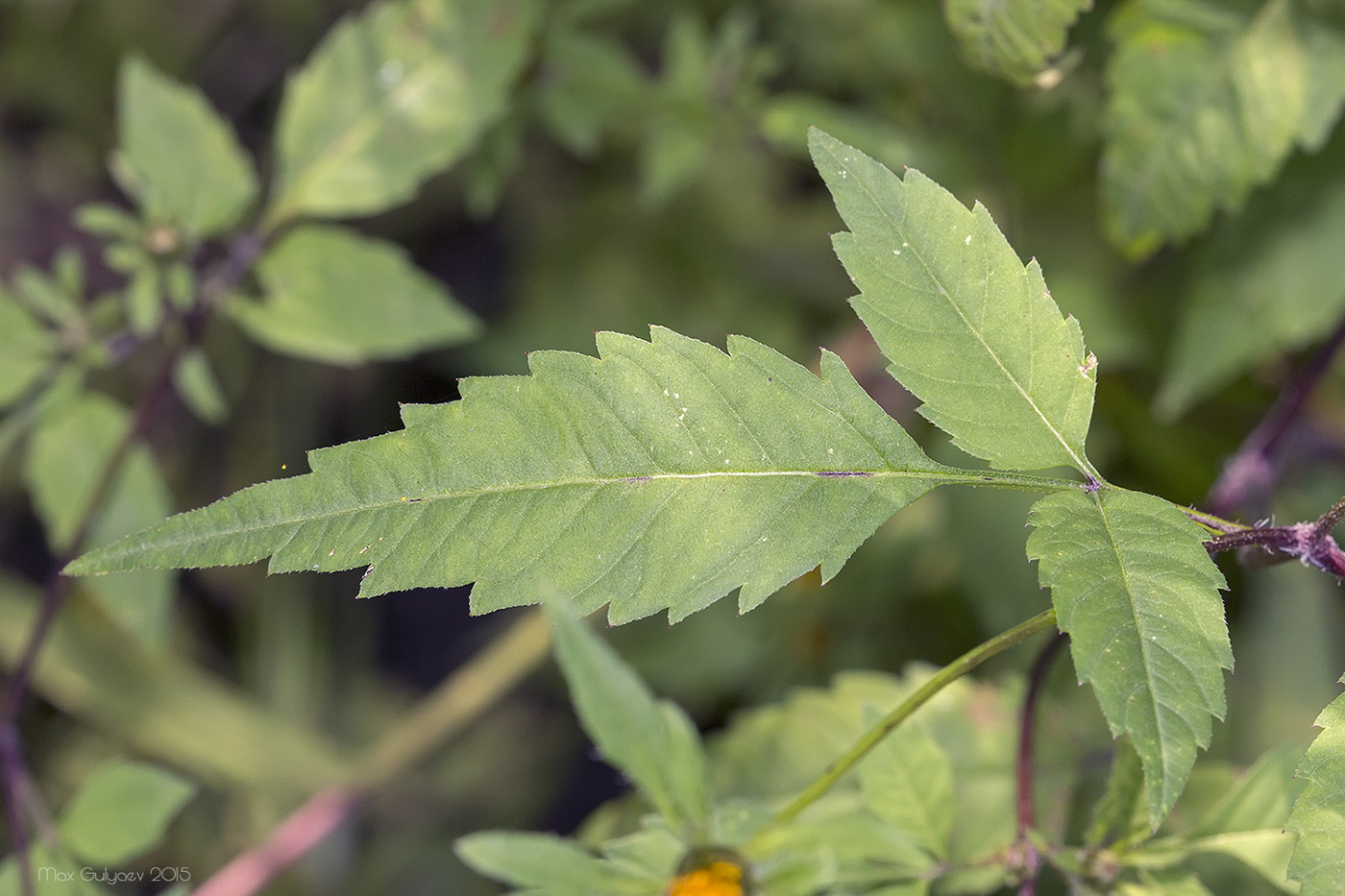 Image of Bidens frondosa specimen.