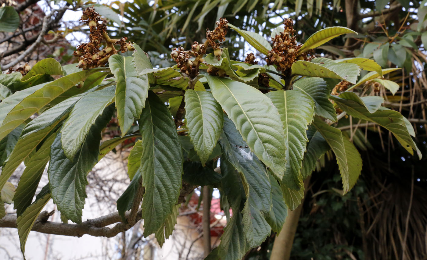 Image of Eriobotrya japonica specimen.