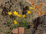 Tulipa tetraphylla. Цветущие растения. Кыргызстан, долина р. Кекемерен, первый каньон, выше пос. Кызыл-Ой, степь. 5 мая 2015 г.