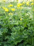 Doronicum macrophyllum