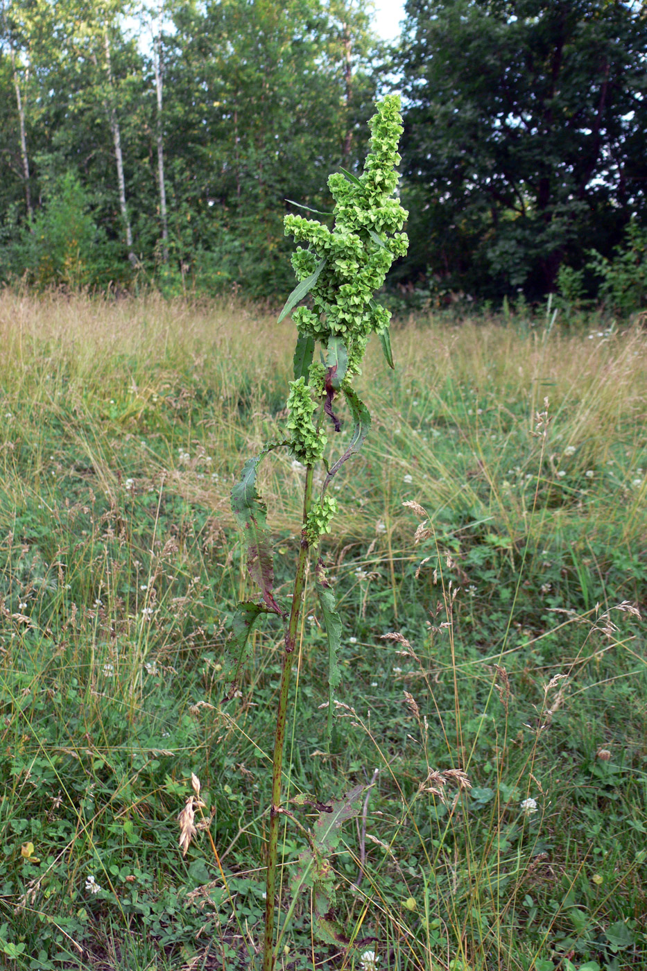 Изображение особи Rumex pseudonatronatus.