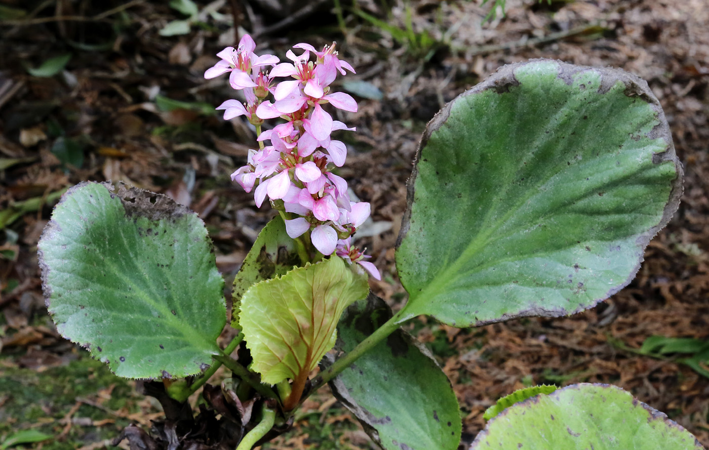 Изображение особи род Bergenia.