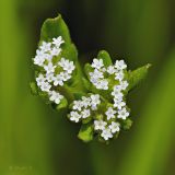 Image of taxon representative. Author is Раду Страту