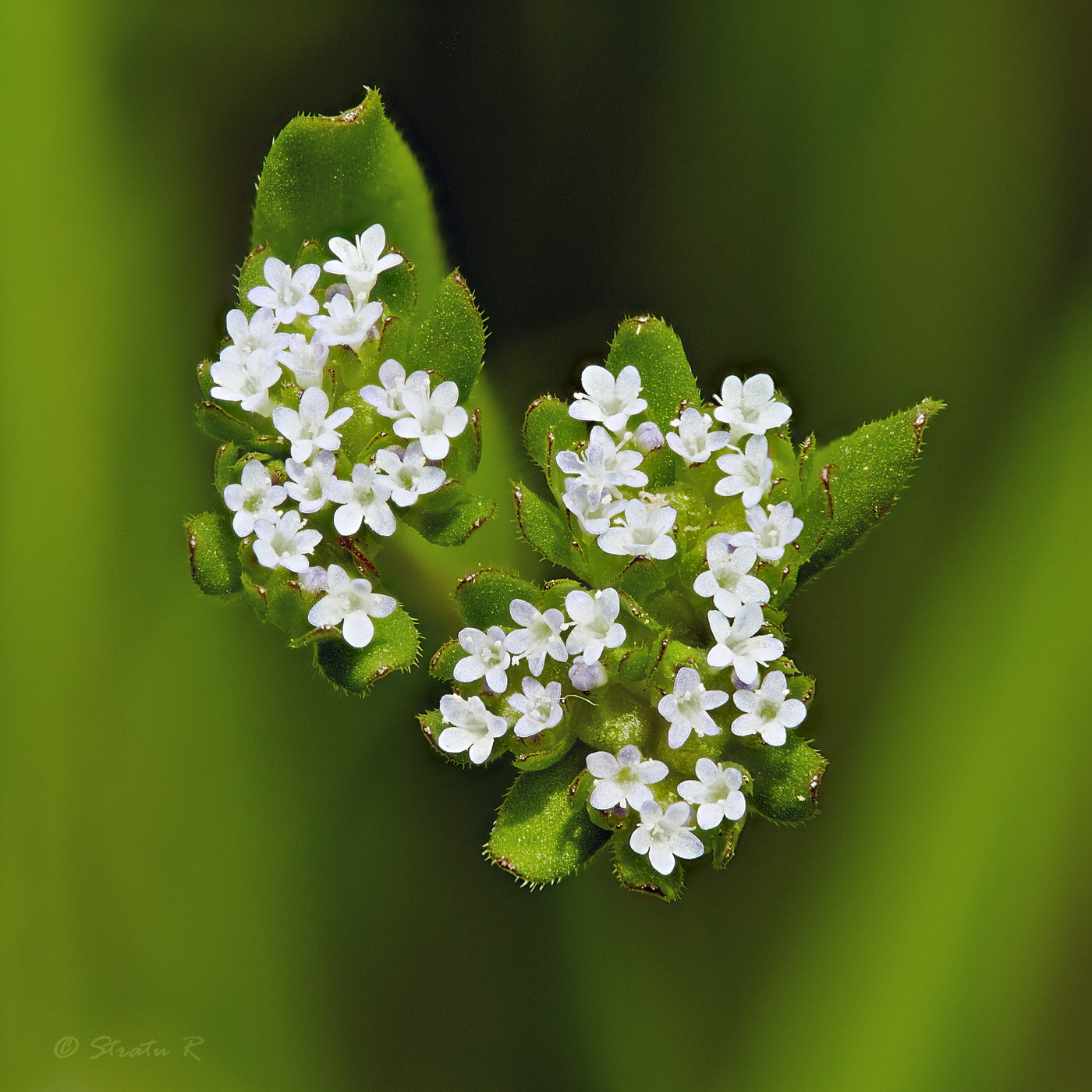 Изображение особи Valerianella carinata.