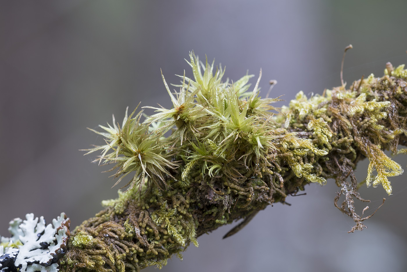 Image of Dicranum polysetum specimen.