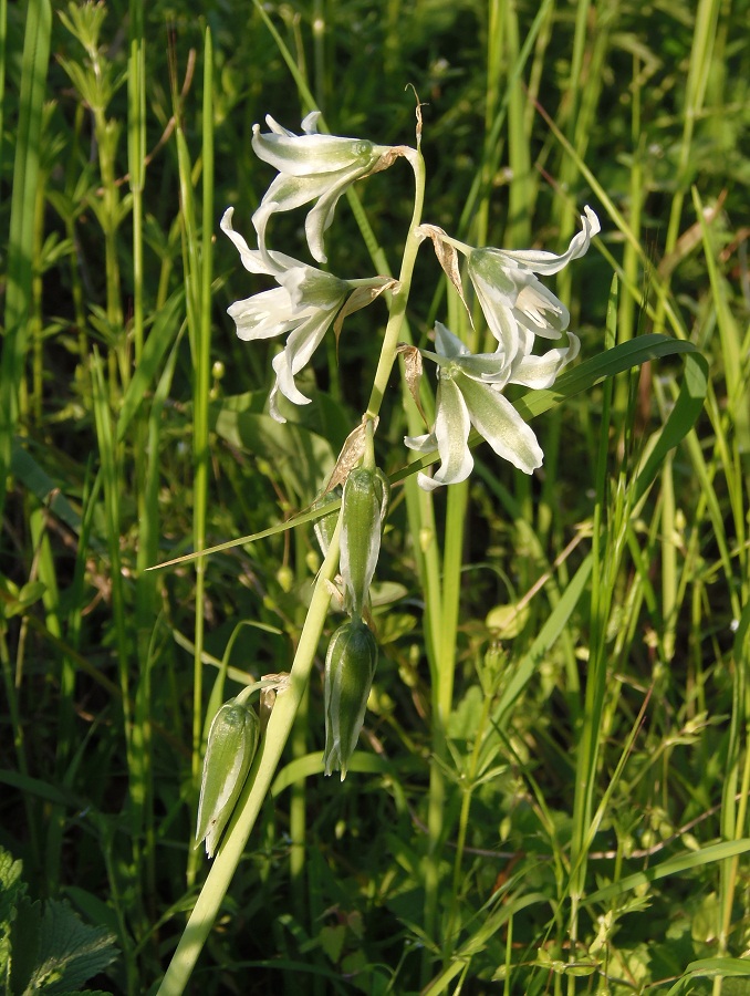 Image of Ornithogalum boucheanum specimen.