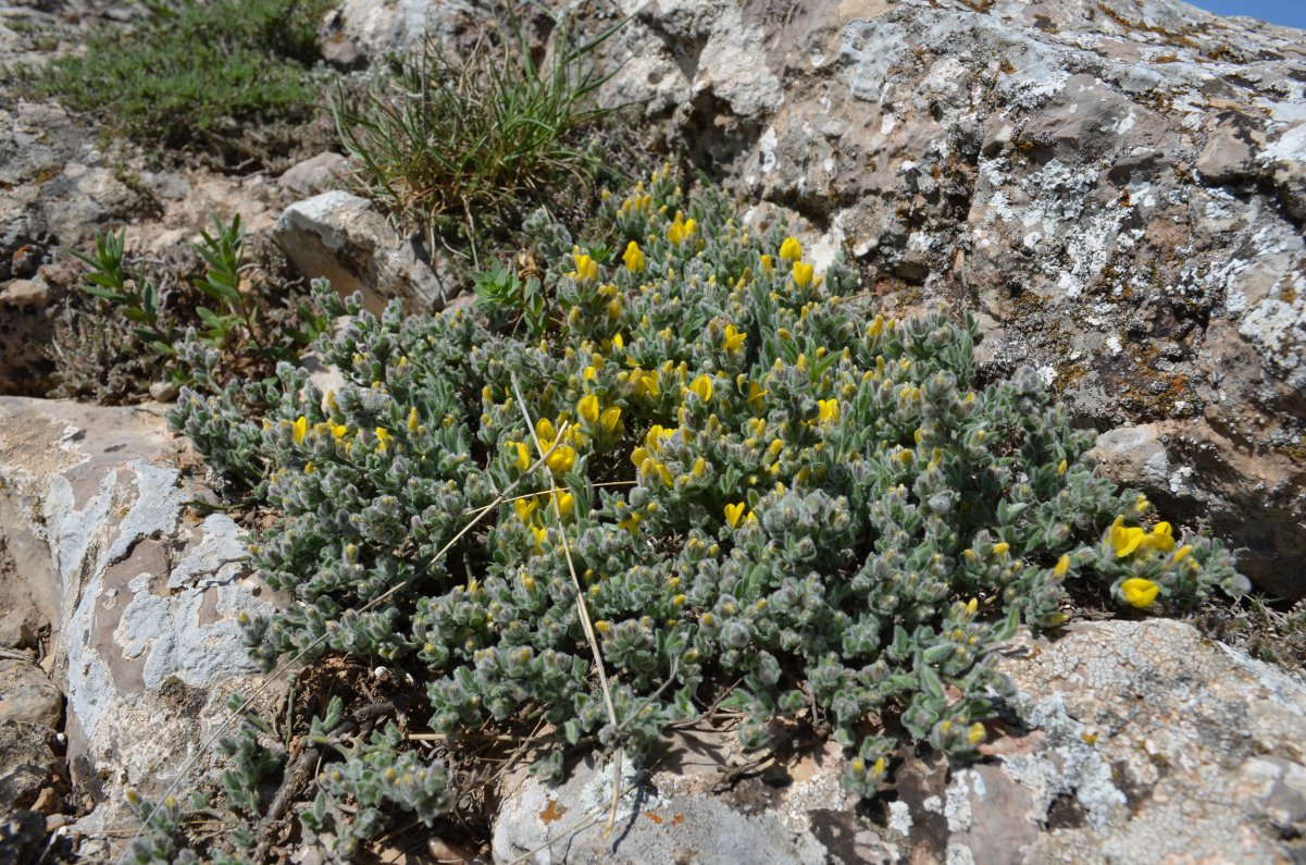 Изображение особи Genista albida.