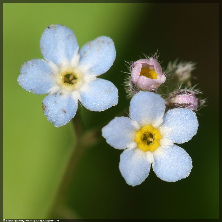 Изображение особи род Myosotis.