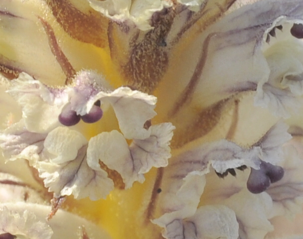Image of Orobanche crenata specimen.