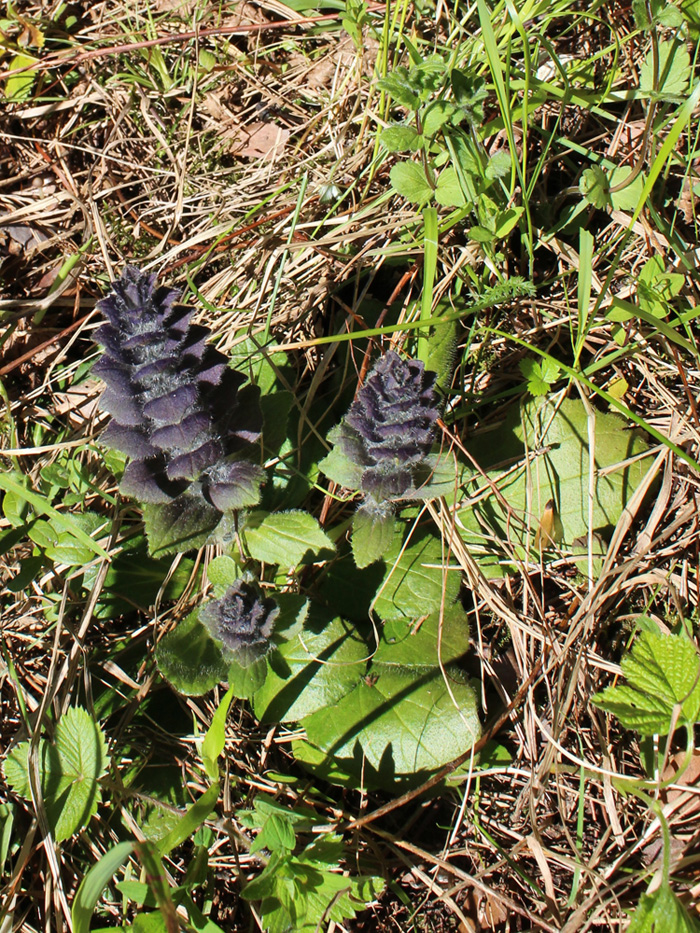 Image of Ajuga pyramidalis specimen.