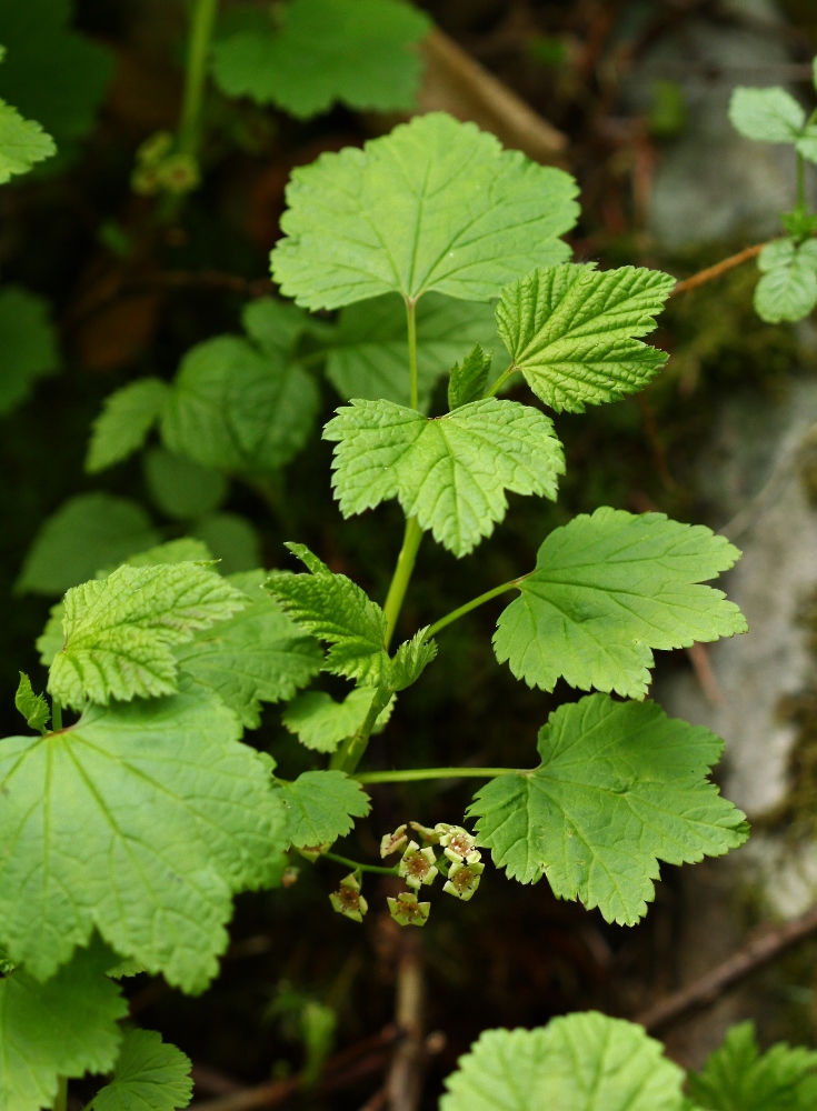 Image of Ribes triste specimen.