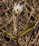 Erythronium sibiricum. Цветущее растение с пёстрыми листьями (вид со стороны цветоножки). Восточный Казахстан, Глубоковский р-н, окр. с. Тарханка, южный склон сопки. 25.04.2017.