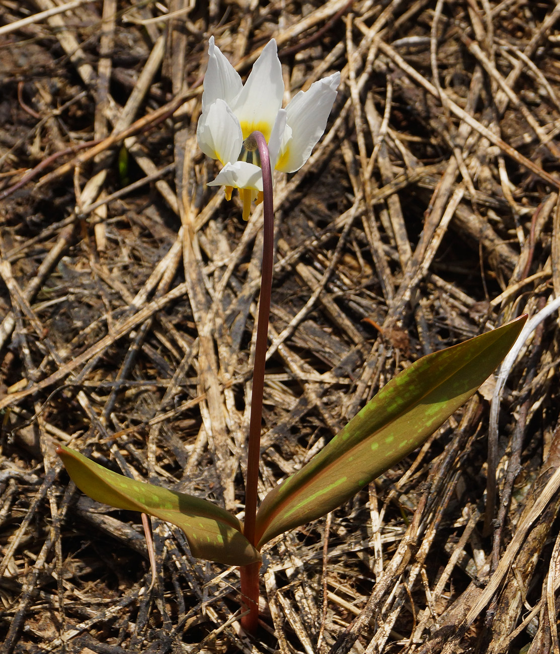 Изображение особи Erythronium sibiricum.
