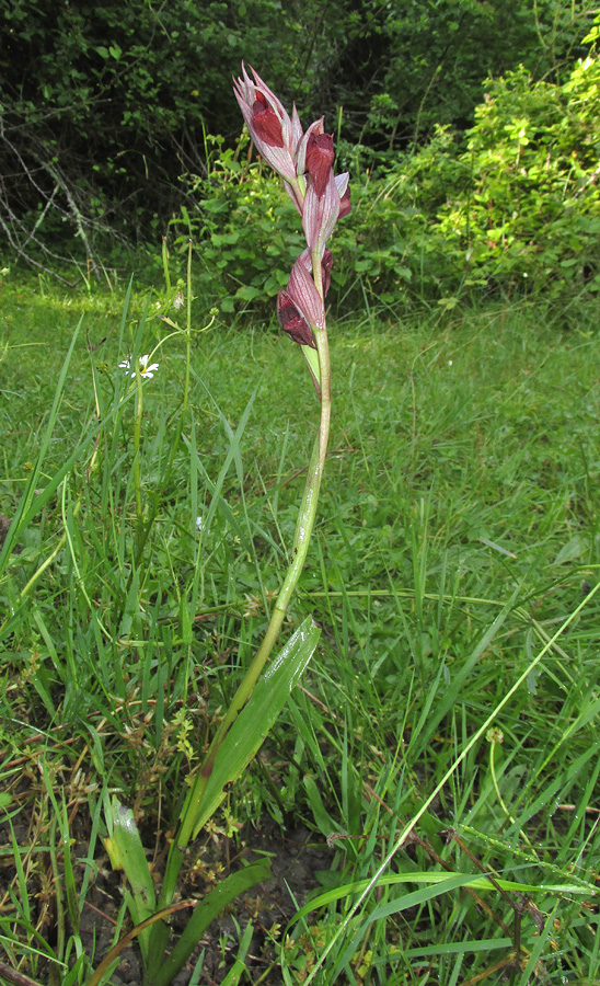 Изображение особи Serapias orientalis ssp. feldwegiana.